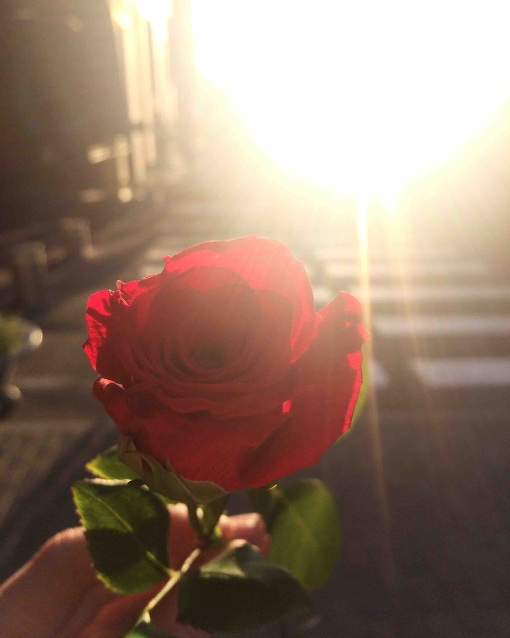 roses