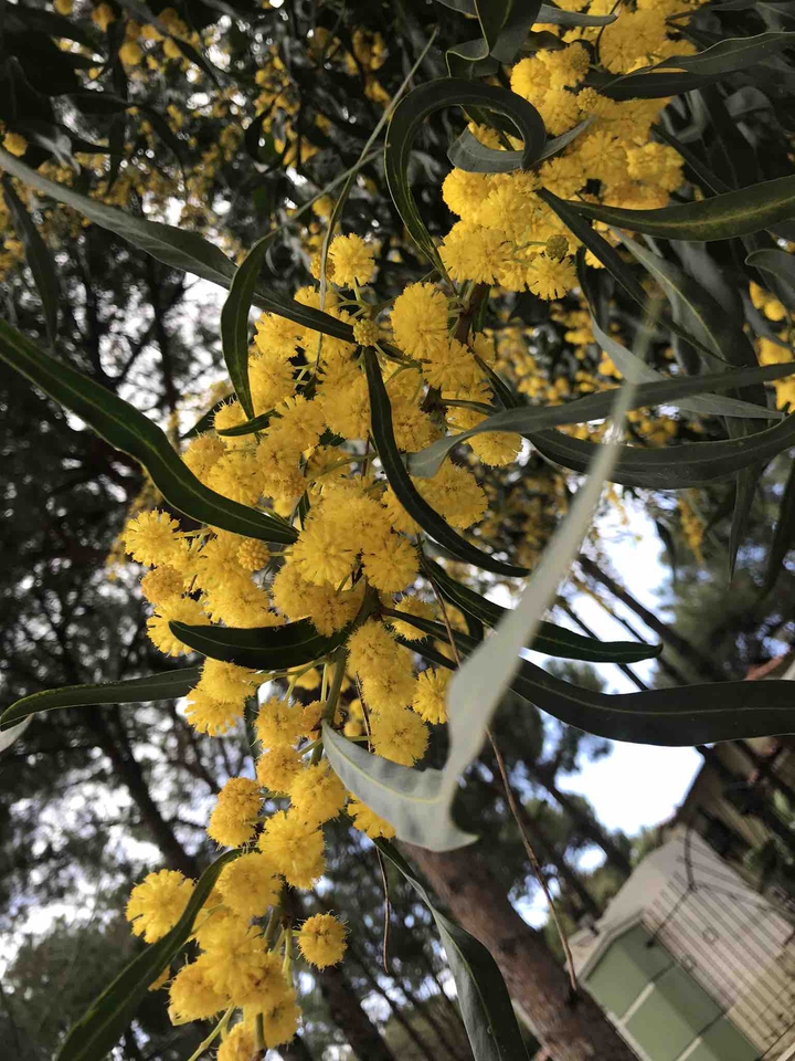 Mimosa