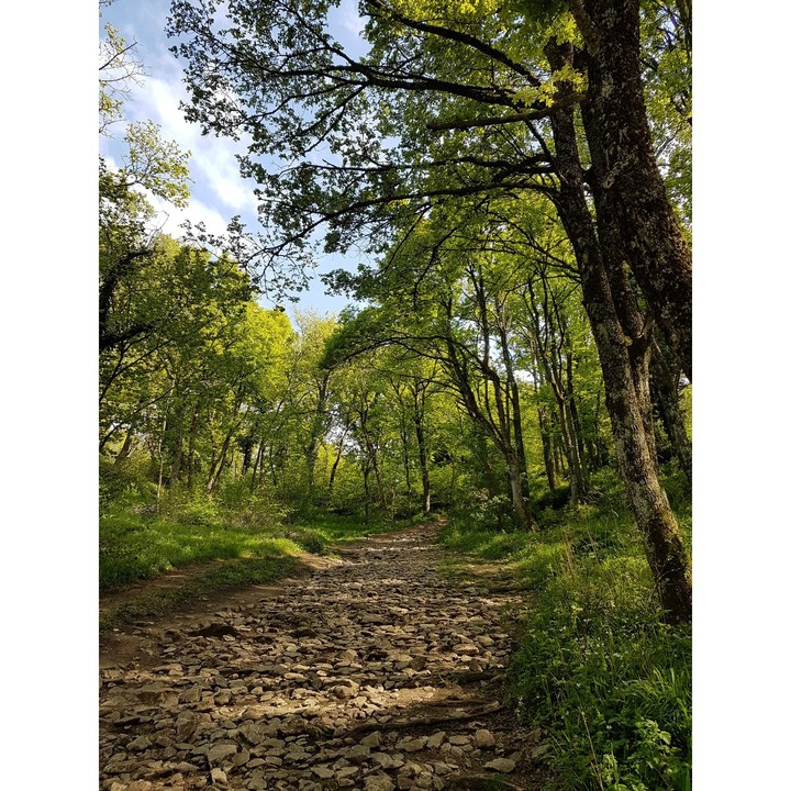 into the wood