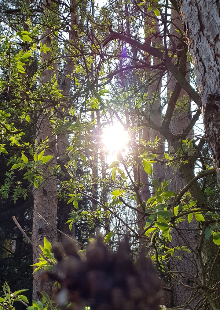 Forest/Sun/Nature