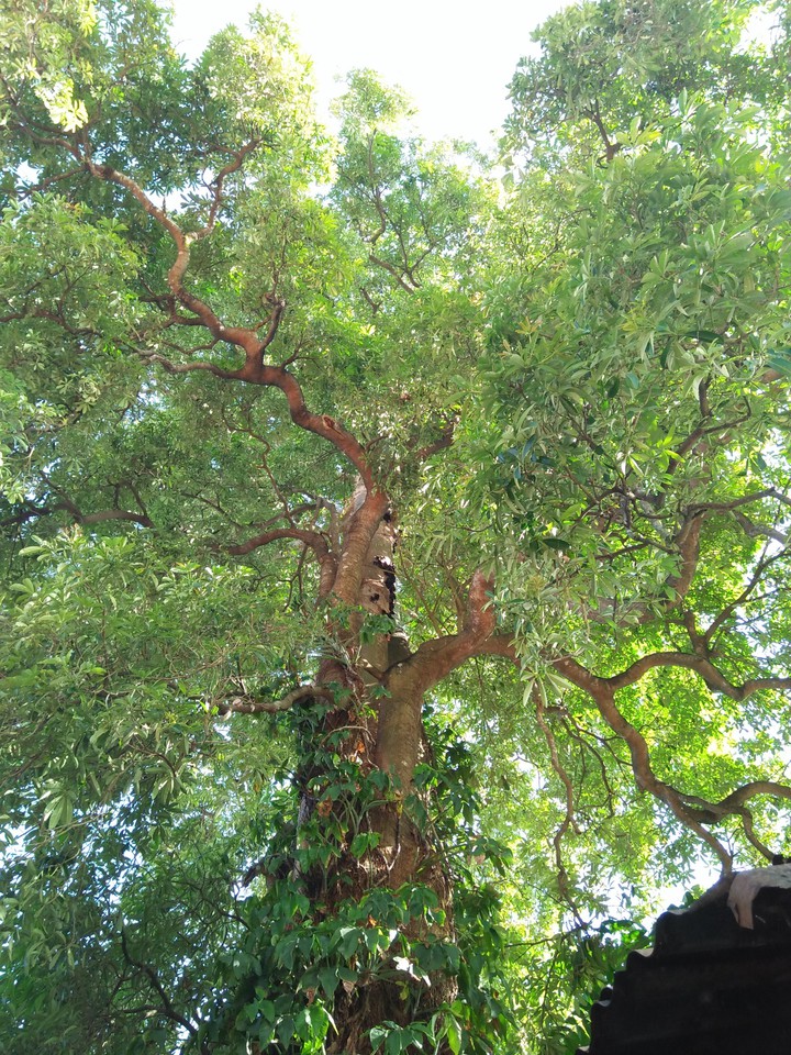 Tree
