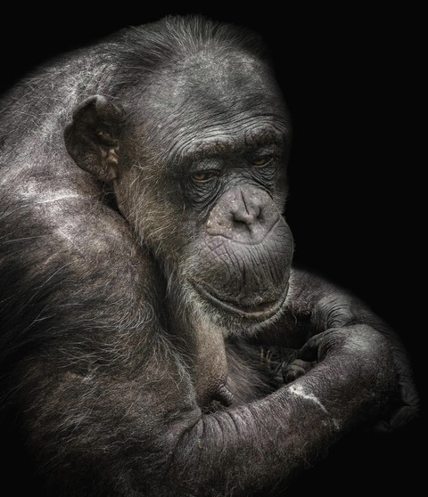 sfondi Gorilla, wildlife