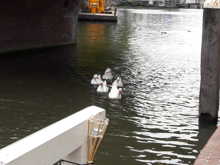 swimming ducks