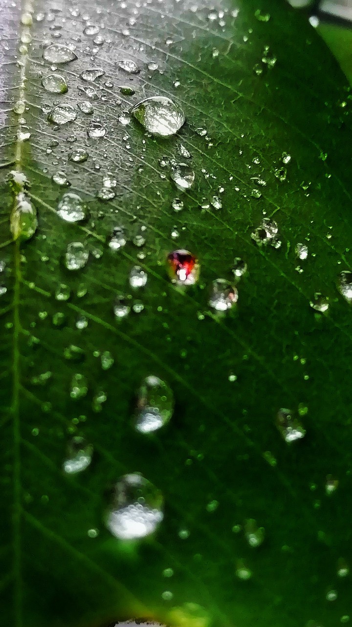 drops