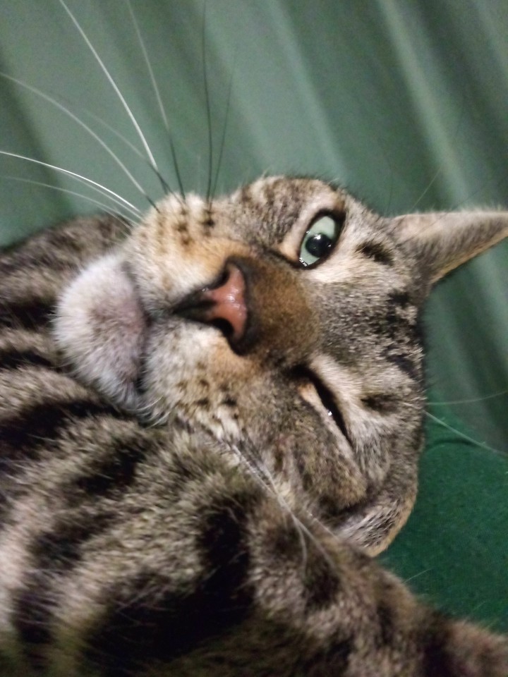 Mike the cat