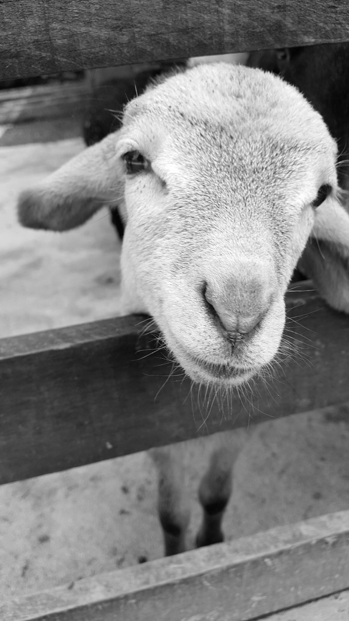 Smyling baby sheep