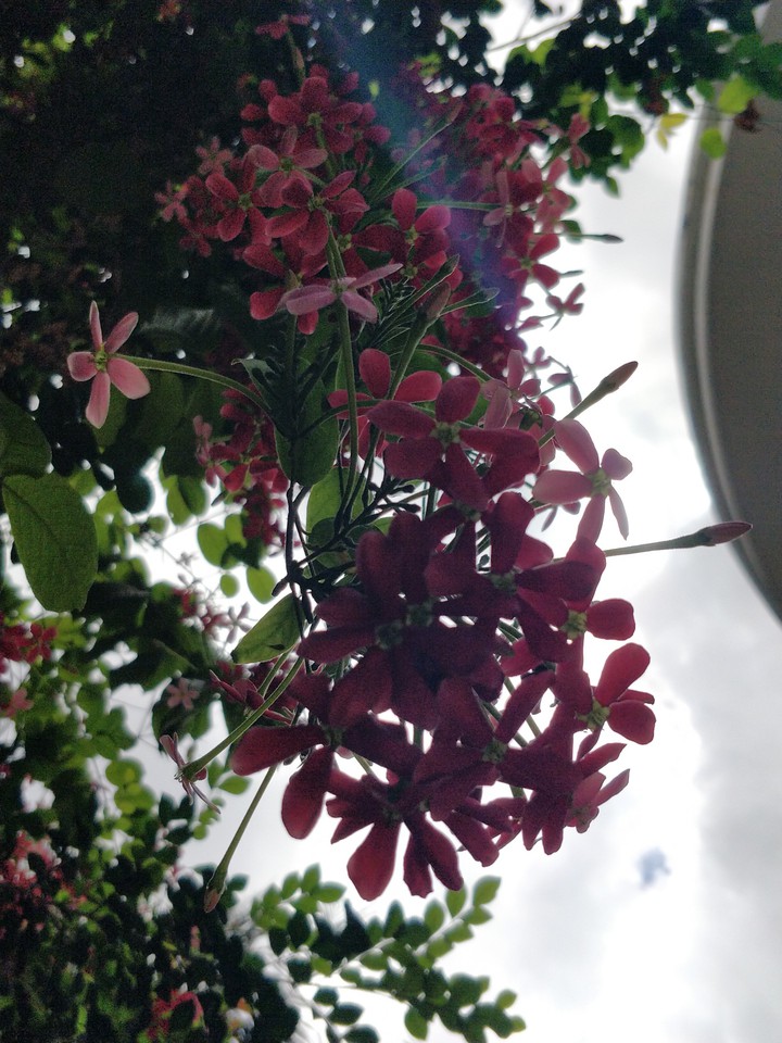 flower tree