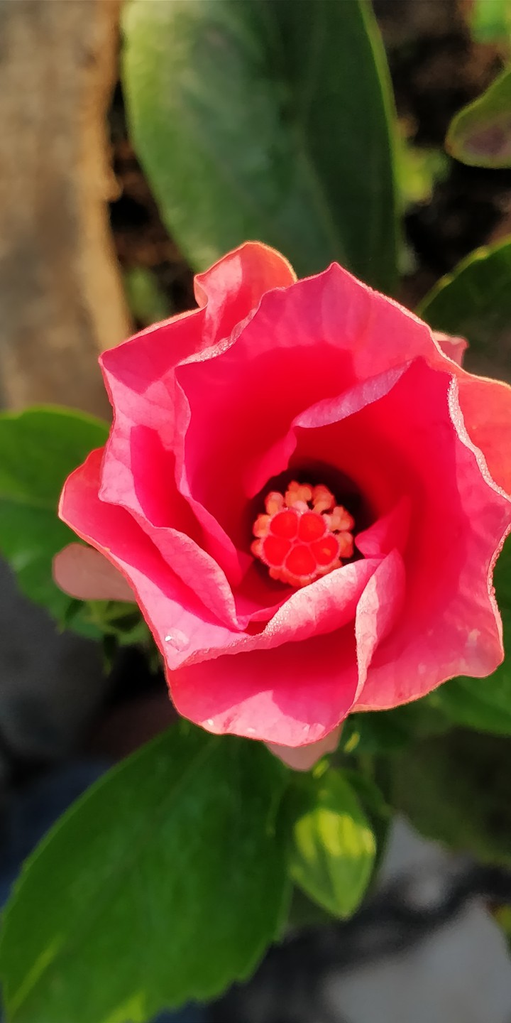 ? a Rose