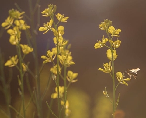 ταπετσαρίες wildflower, Yellow