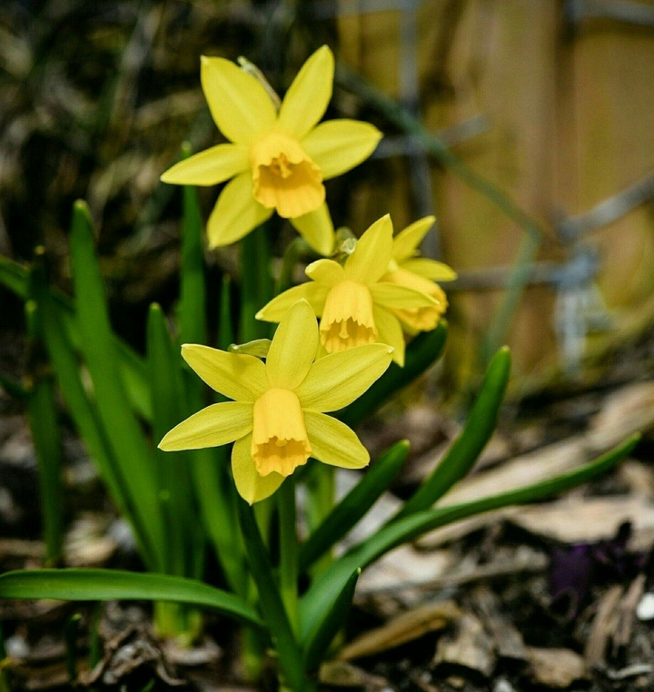 Narcissus