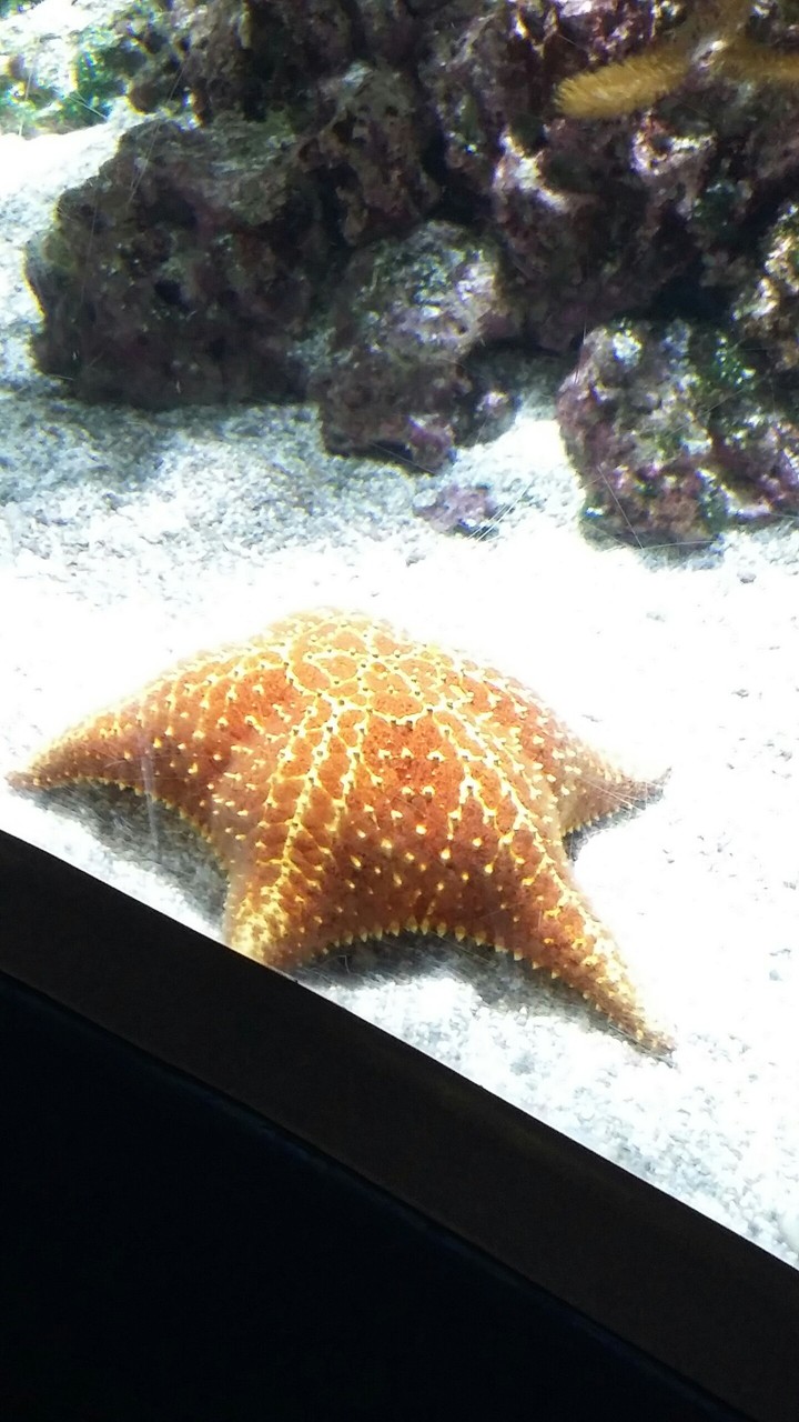 étoile de mer