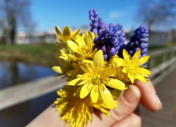 flower