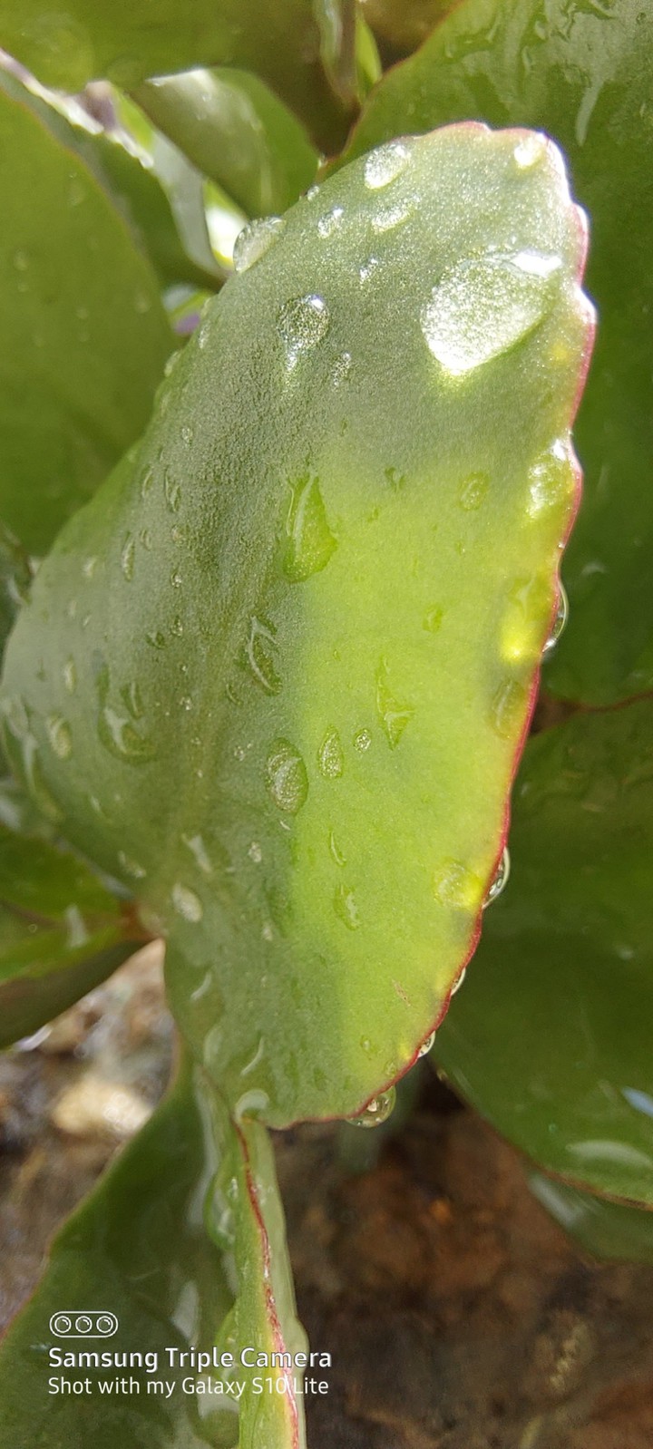 drops
