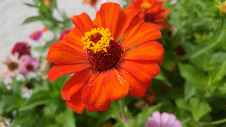 flower