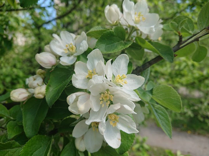 White flowers