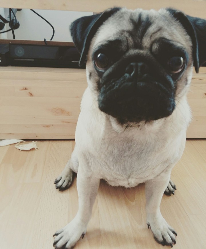 pug