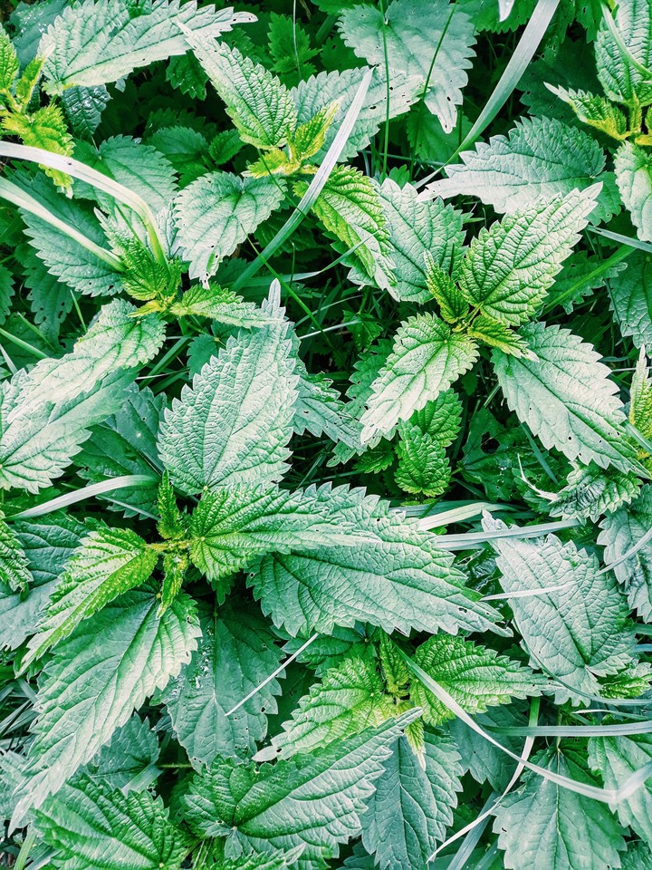 Nettle