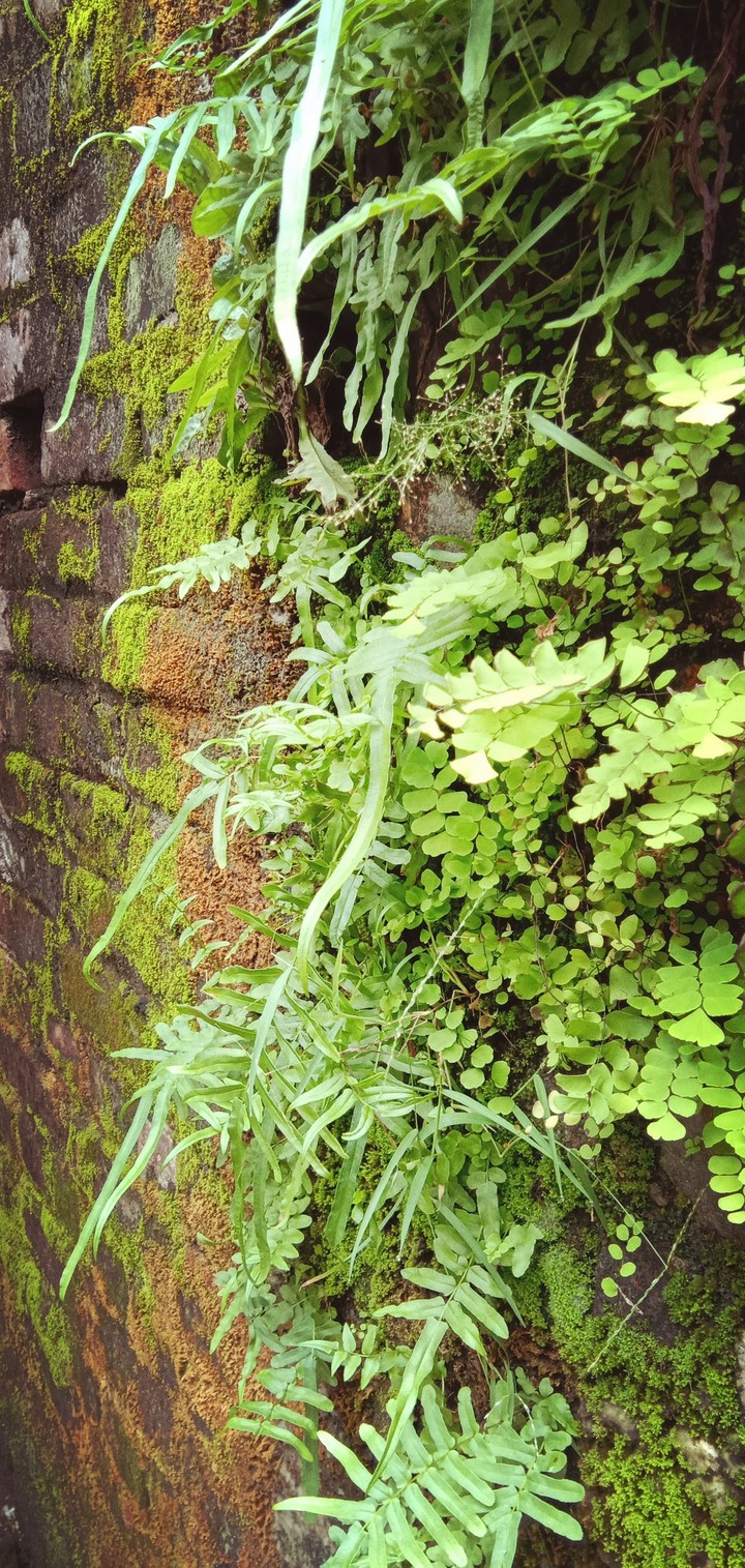 grass