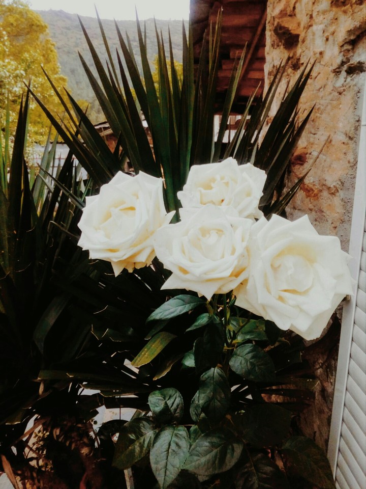 Rosa Luz y Amor.