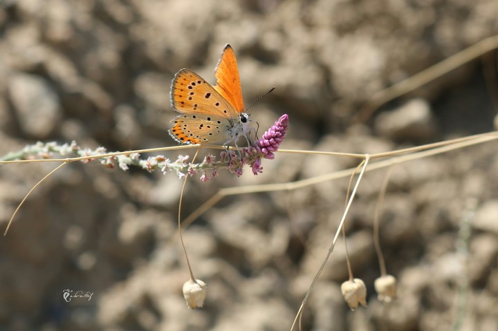 the beutifull nature, i love them so much
