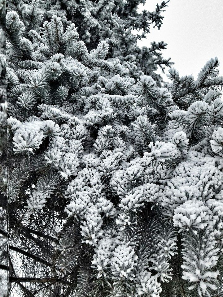 snow day