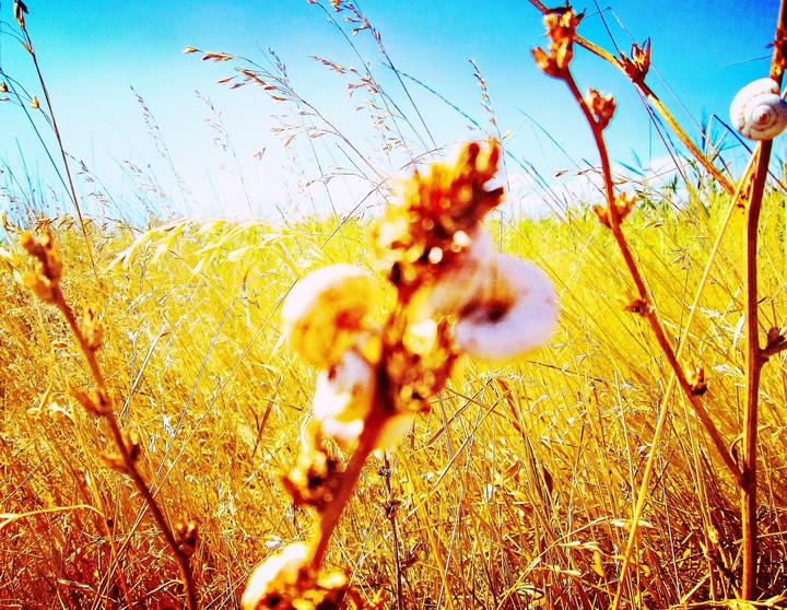 nature
