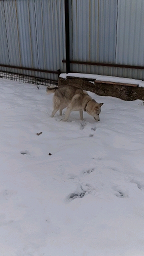 husky