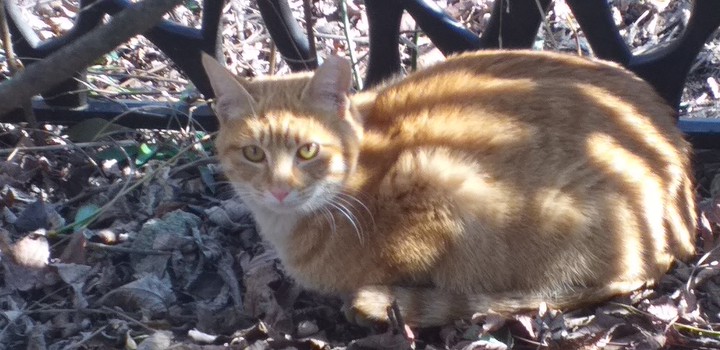 cat