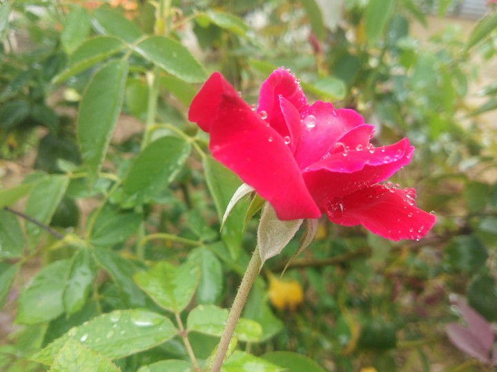 rose flower