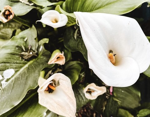 רקעים plant, flower