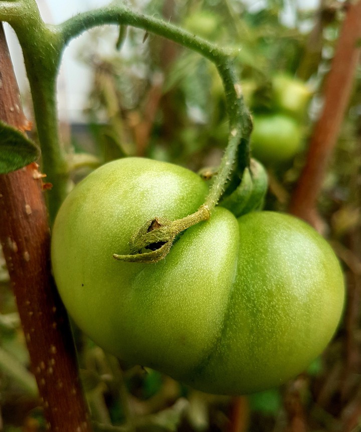 Tomatoe Ripening