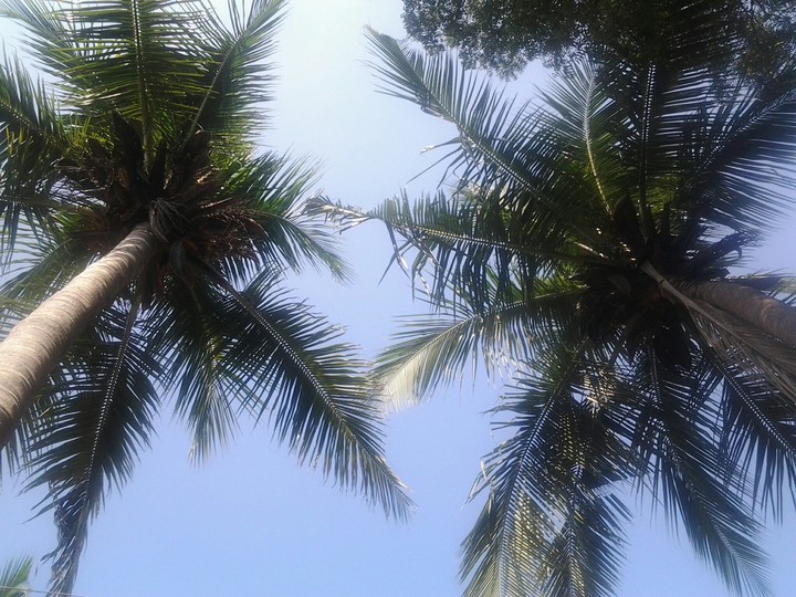 nature