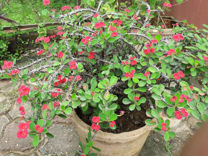 plant
