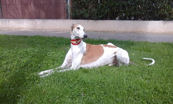le Greyhound