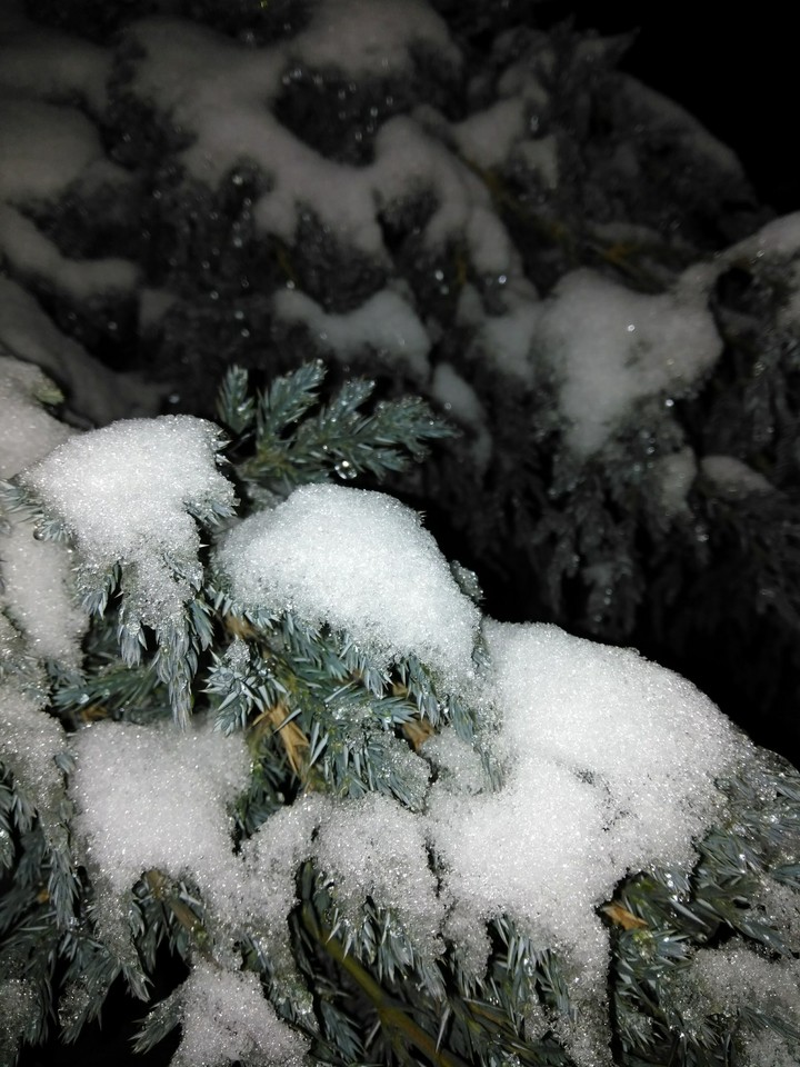 Snowy spruce