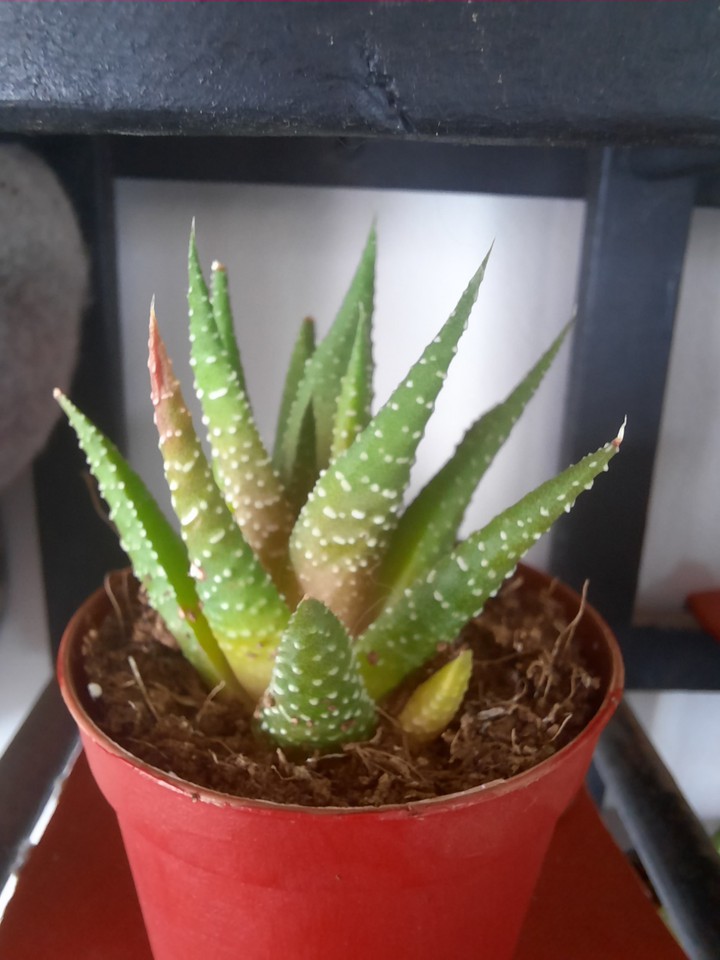 greenBaby