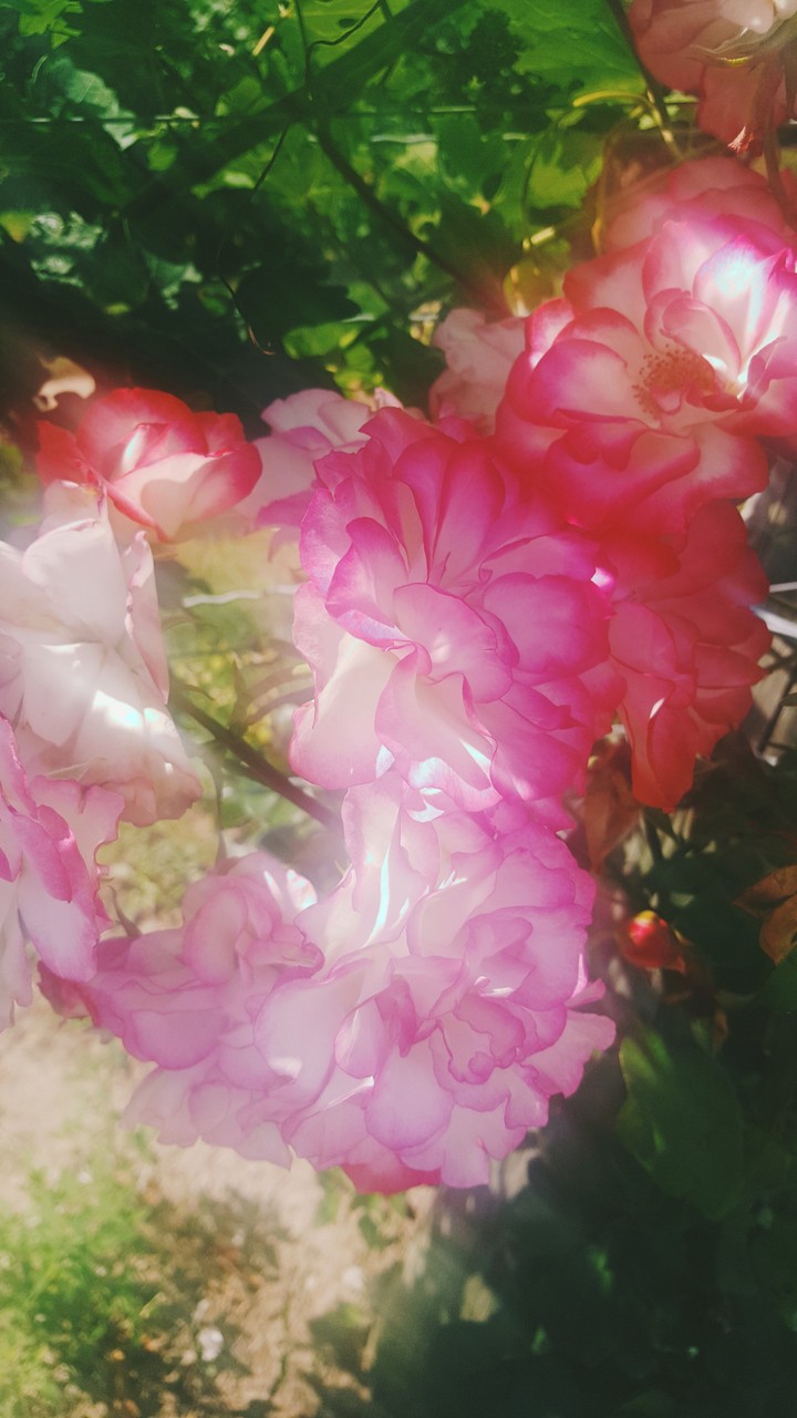 flower beauty