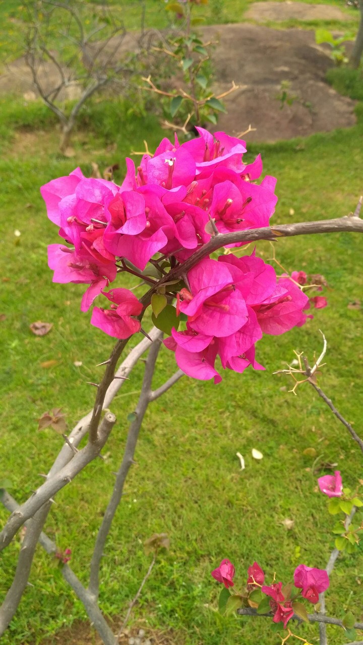 Flowers