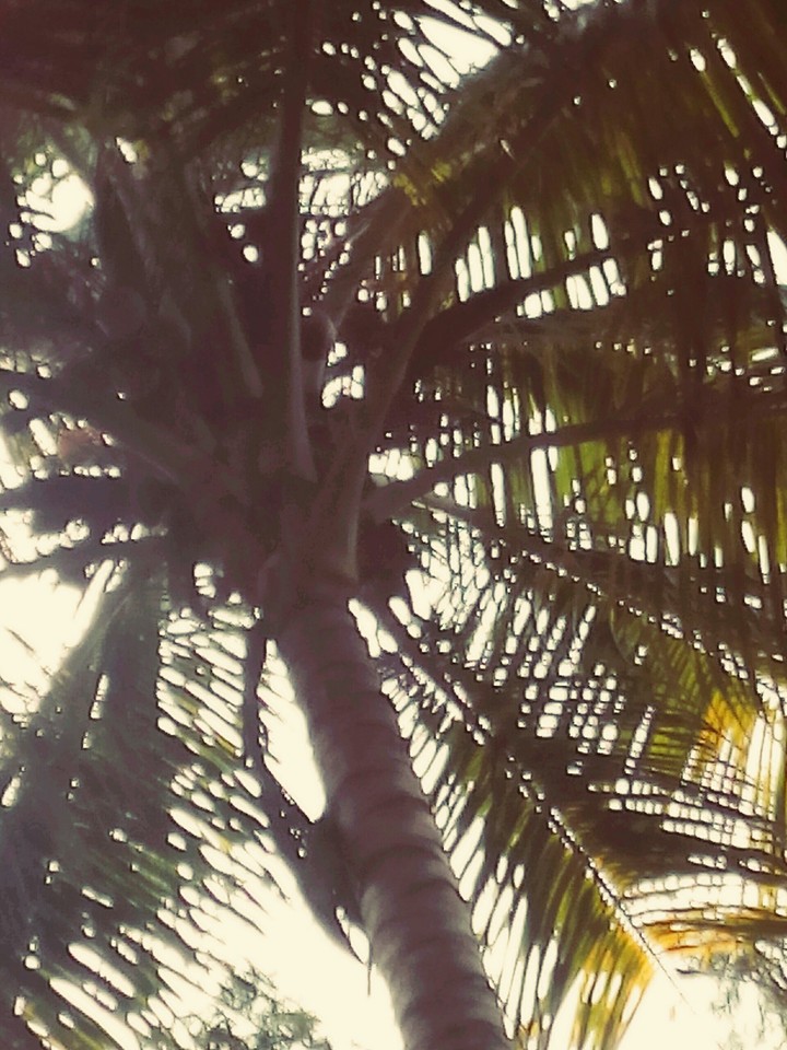 Coconut Tree