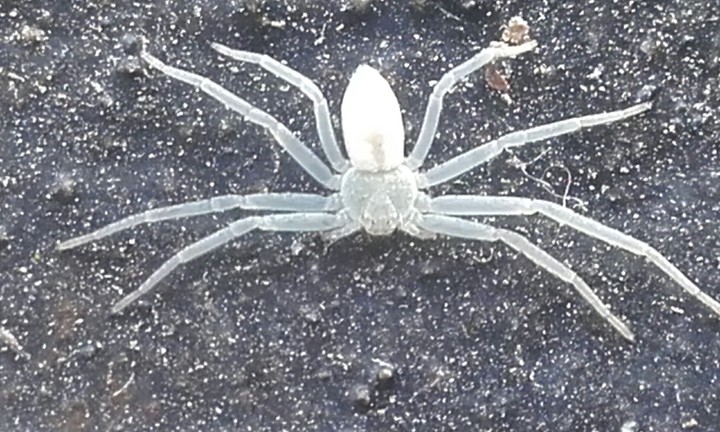White Spider
