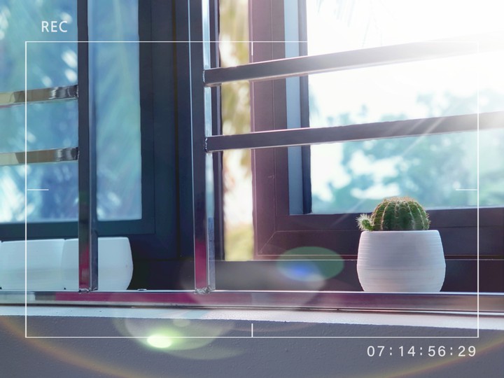 My cactus