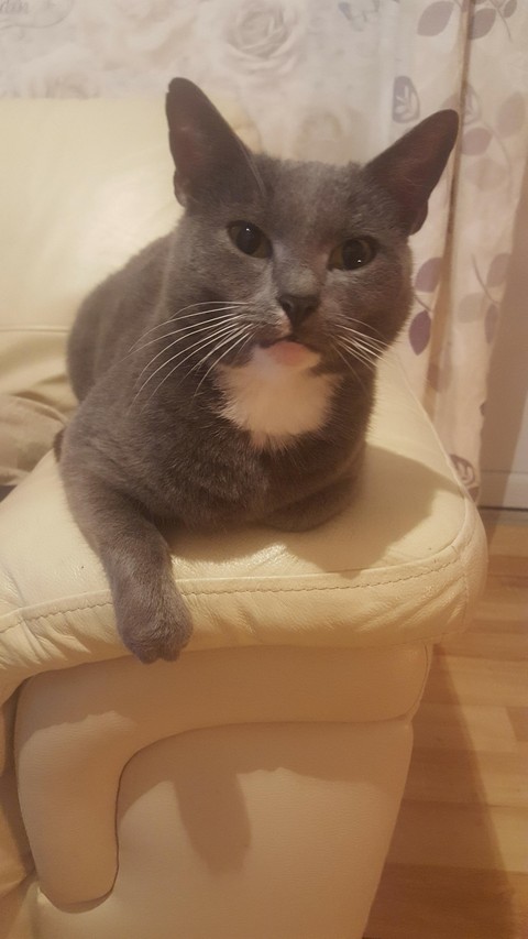 max cat