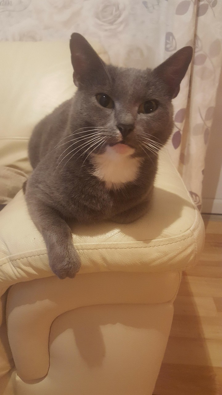 max cat