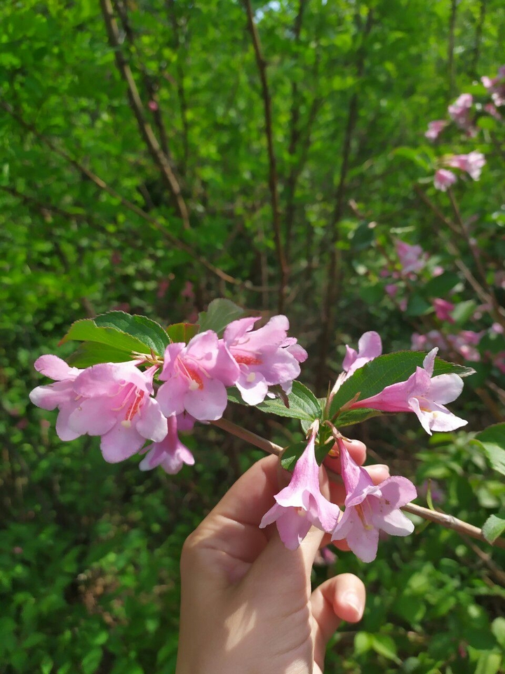 Beautiful flowers