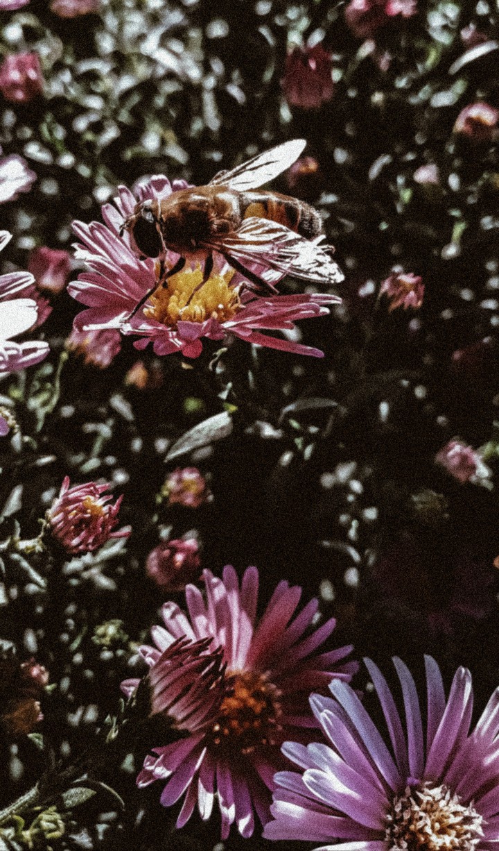 bee ?