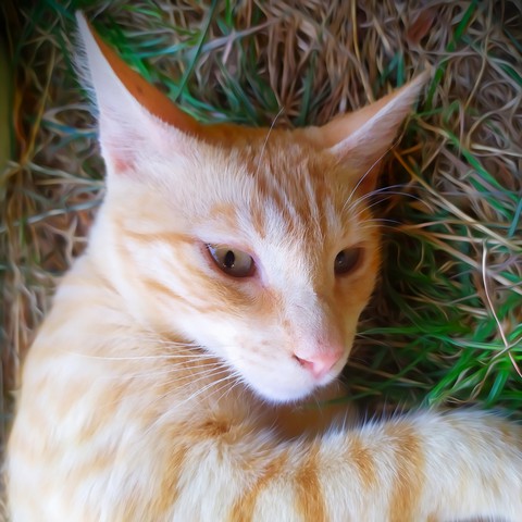 Gato150 - (Peke)