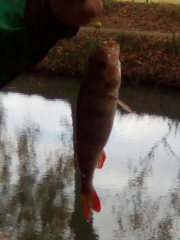 poisson