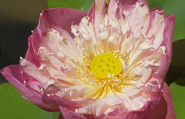 Fleur de lotus
