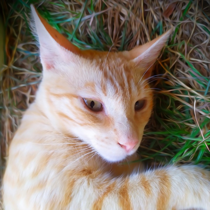 Gato150 - (Peke)