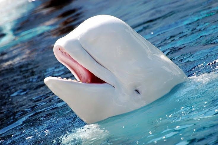 Whale